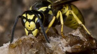 De ciencia ficción: Tierra del Fuego sufre una temible invasión de avispas carnívoras