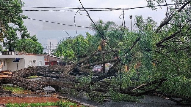 Video: Lluvia con caída de árboles, techos y lesionados por un rayo