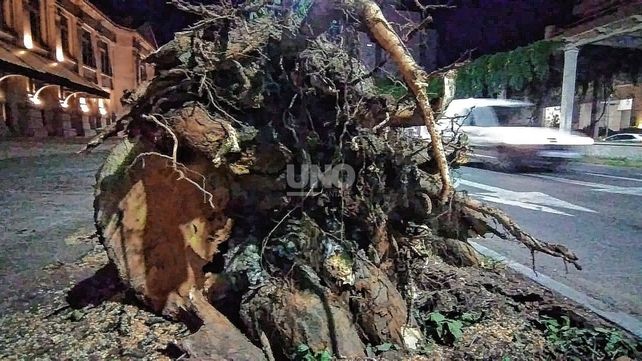 La extracción de árboles frente a la Estación Belgrano puso sobre la mesa de debate el estado de situación del bosque urbano de la ciudad.&nbsp;