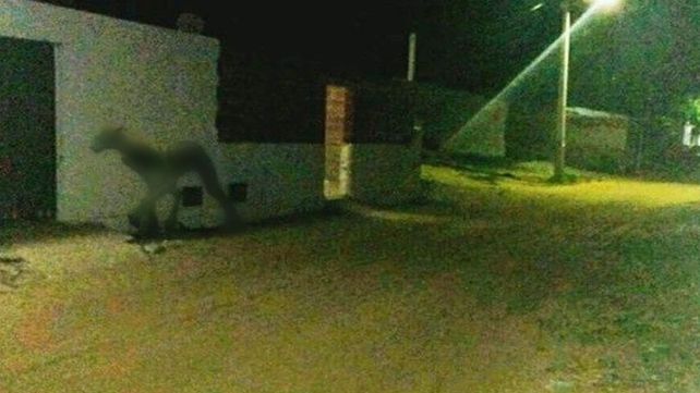 Una extraña criatura trajo pánico entre los habitantes de una ciudad santafesina