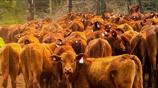 La ganadería apuesta a convertir los datos de cada animal en más eficiencia