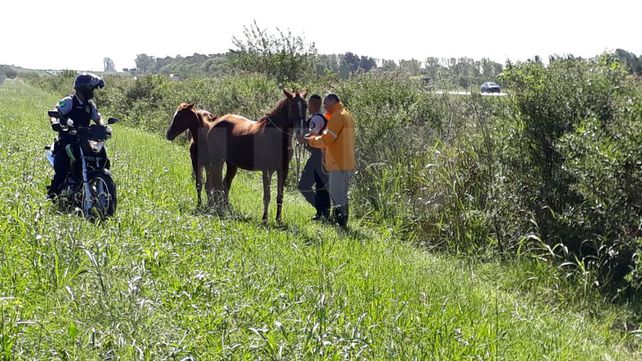Final feliz: recuperaron los caballos robados a un centro de equinoterapia