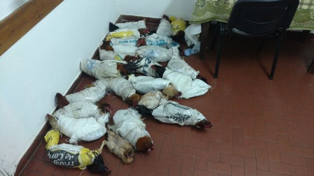 Llevaba 25 gallos de riña en el baúl del auto