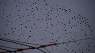 Colonia invasora. Empujados por la reducción de los bosques nativos, los ejemplares de estorninos surcan el cielo y dejan las plazas sucias.