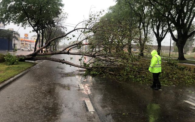 La tormenta en Santa Fe dejó árboles caídos y algunas calles anegadas