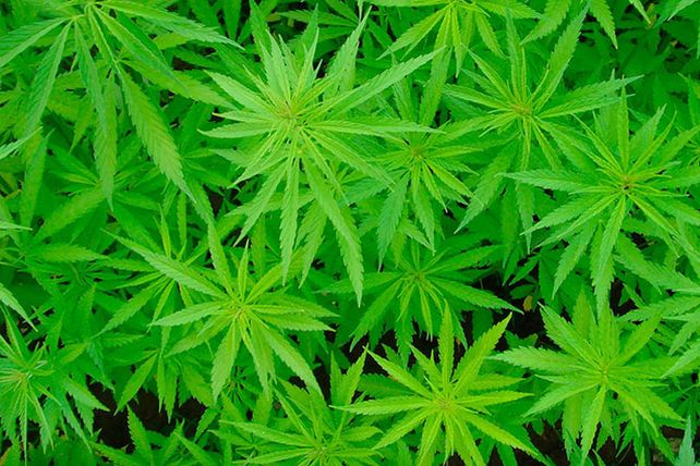 Lanzan supositorios con cannabis para aliviar dolores menstruales