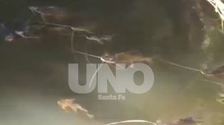Video: preocupa la aparición de peces muertos en la costa de Romang