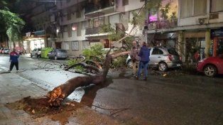 La tormenta provocó la caída de árboles y ramas en distintas zonas de Rosario