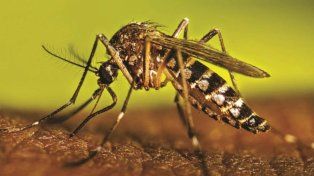 Dengue: se confirmaron tres casos en Entre Ríos y se detectó otra variante Dengue: se confirmaron tres casos en Entre Ríos y se detectó otra variante