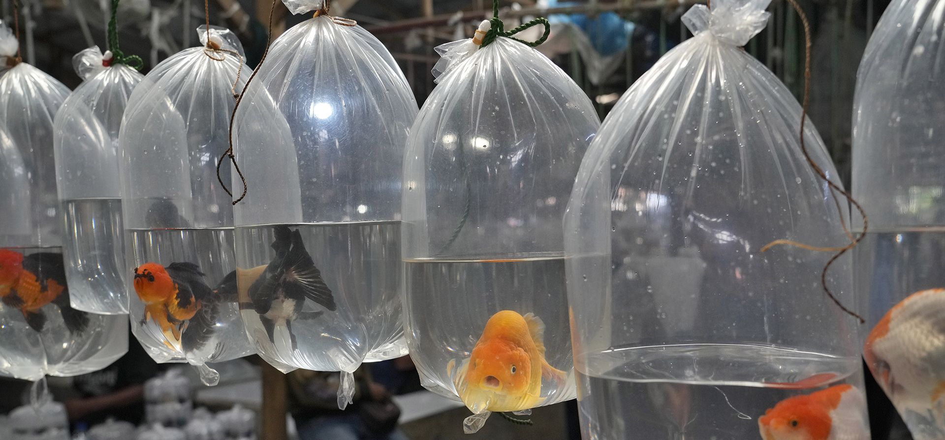 Un vendedor espera a los clientes detrás de bolsas de peces de acuario a la venta en un mercado en las afueras de Yakarta, Indonesia, el jueves 23 de junio de 2022.