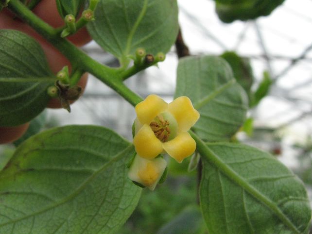 La flor del diospyros kaki