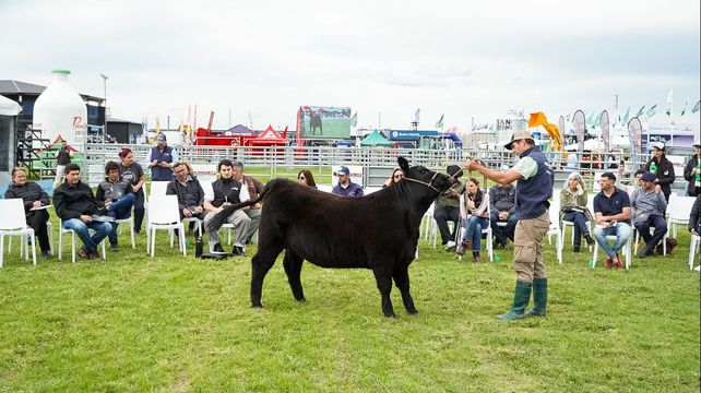 La Semana Angus de Primavera reunió a lo mejor del sector ganadero.