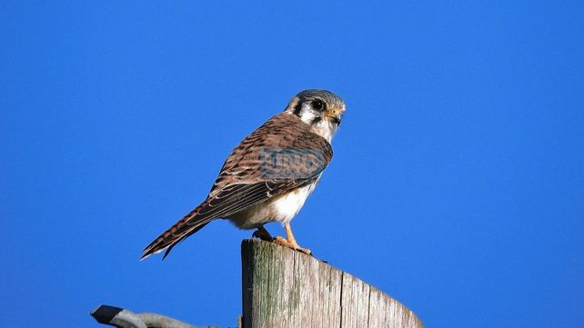 Avistaje de aves