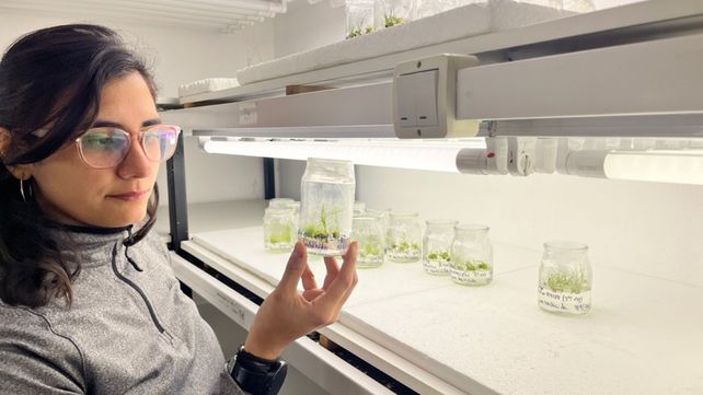 Investigación del Conicet. Rosario Gomez Ibarra observa la regeneración a partir del cultivo in vitro de plantas transformadas. Créditos: gentileza investigadores.