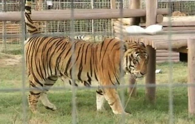El tigre de aproximadamente 14 años