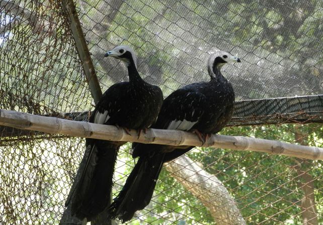 La pareja reproductiva llegó del Zoológico de La Plata en agosto del 2015.
