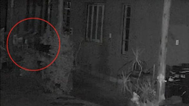 Una cámara de videoviglancia captó la presencia del puma en la galería de una casa en Funes.&nbsp; 