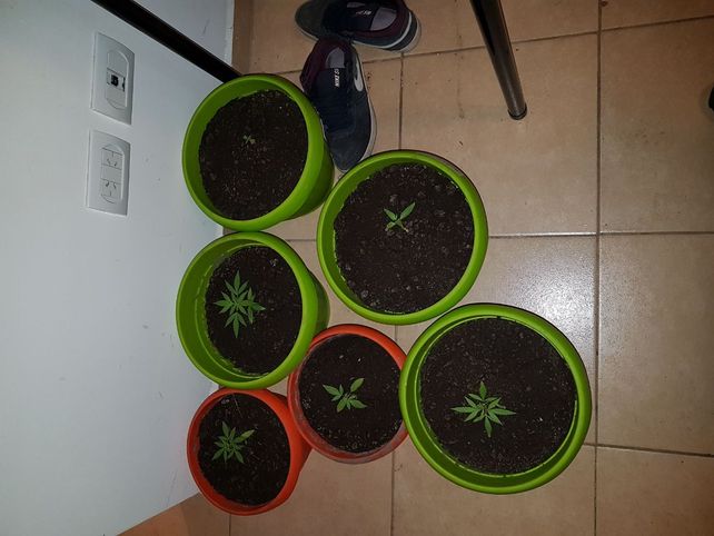 Cayó preso con un arma y balas de guerra, además de cocaína y marihuana fraccionada