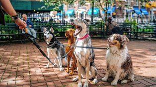 La UBA lanzó un curso gratuito para paseadores de perros.