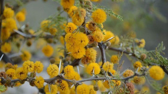 Este martes se celebra el Día del Árbol Entrerriano