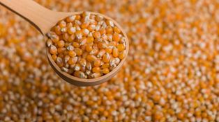 El maíz pisingallo busca explotar en Argentina