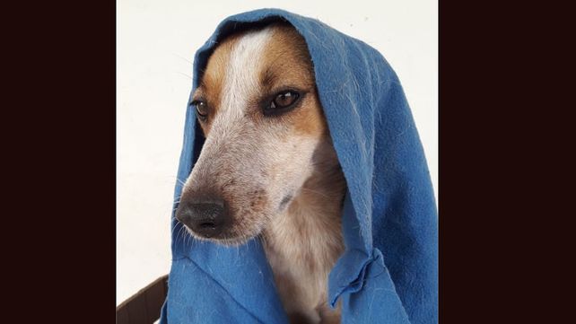 La perrita Marina y el trabajo de la protectora