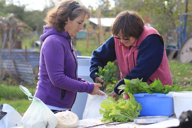 Comprando verduras frescas a la persona que la cosechó. Ideal.&nbsp;