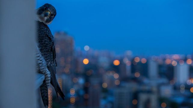Imágenes ganadoras de los Premios Panda sobre vida salvaje