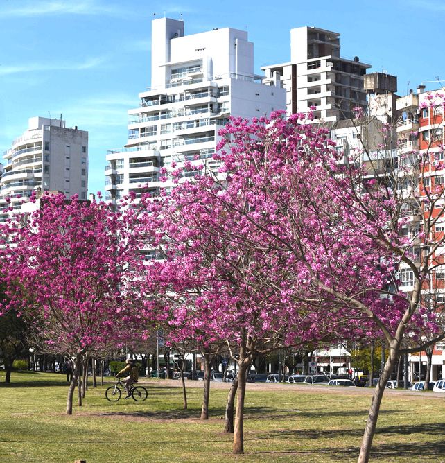 El tiempo en Rosario: jornada primaveral&nbsp;