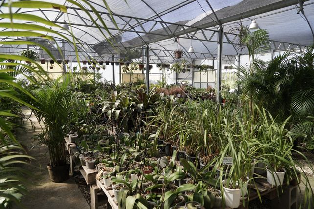 Interior de uno de los invernaderos dentro del vivero del Golf.