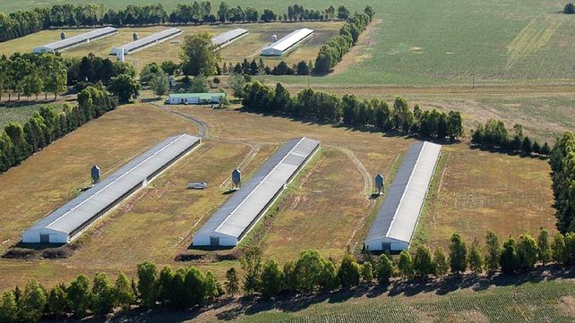 Entre Ríos consolida su liderazgo en producción de pollos y huevos