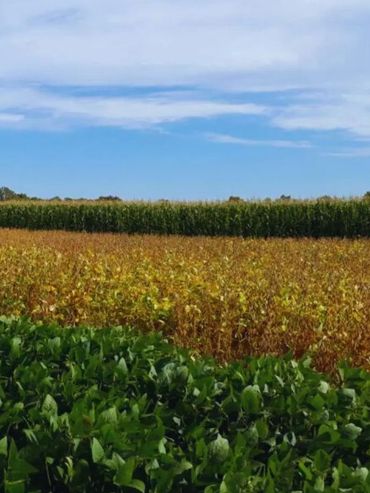 La rotación de cultivos mejora hasta un 70% la calidad del suelo