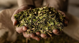 La yerba mate podría ser una aliada de dientes y huesos ante inflamación
