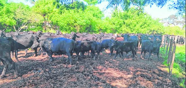 Ganadería en el campo de Hugo y Enrico Marelli