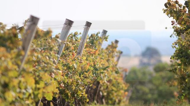 Mis padres transformaron un campo de soja en viñedo