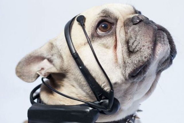 Aseguran haber desarrollado un traductor para perros