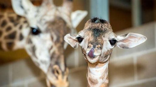 Un video muestra el nacimiento de una jirafa en el zoológico porteño
