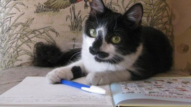 La gata Corazón protagoniza la saga narrativa escrita por Agustín González