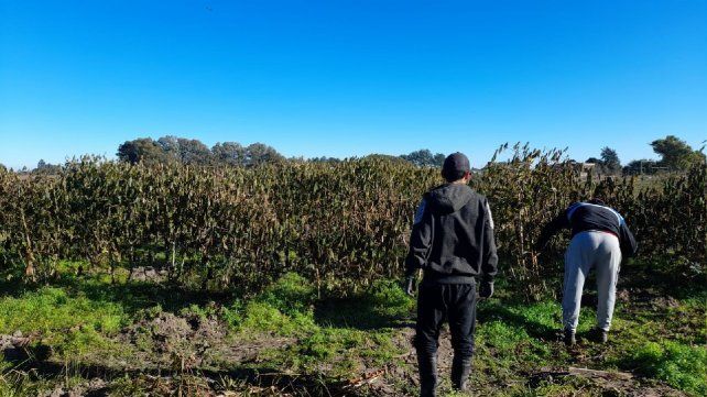 Al norte. Productores asesorados por el Inta comenzaron con el cultivo en zonas tradicionalmente cañeras.