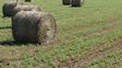 Alfalfa: la semilla mágica que puede generar u$s250 millones anuales