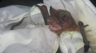 Moloso pardo de orejas anchas (Eumops bonariensis su nombre científico) es la especie más común en las ciudades.&nbsp;