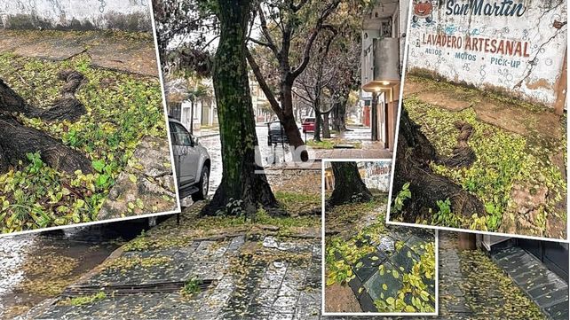 Un lapacho añejo genera temor en barrio Fomento 9 de Julio: levantó veredas y fisuró paredes de viviendas