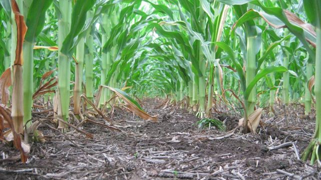 Protección. Los costos de herbicidas en maíz llegan a u$s 80 por hectárea.