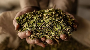 Hallazgos científicos de Bernardo Houssay y la yerba mate.