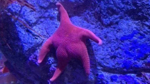 Terminó la expedición del Conicet en Mar del Plata