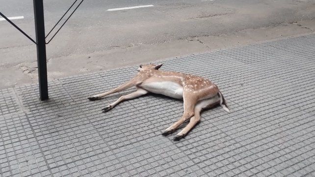 Apareció un ciervo en el centro de Santa Fe, lo atropellaron y murió