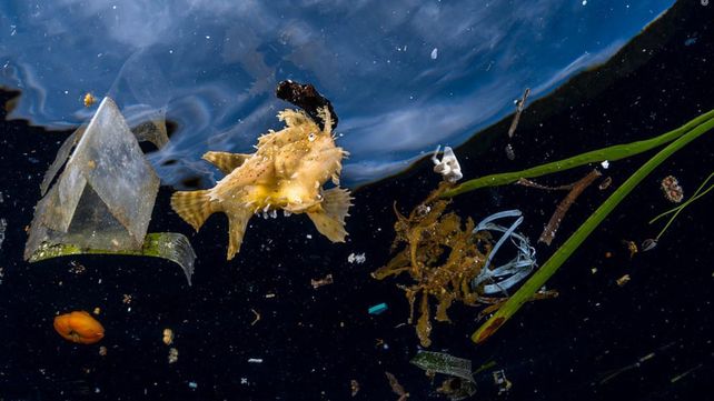 Las imágenes que concursan por el premio al Fotógrafo de Vida Silvestre 2018