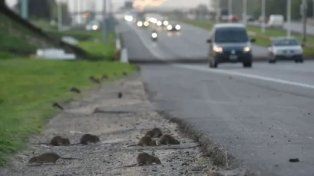 En Concordia, un grupo de vecinos denunció invasión de ratas en una zona de la ciudad.