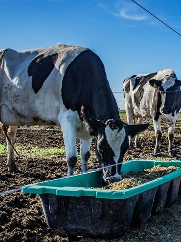 La lechería enfrenta el desafío de sostener a los pequeños productores