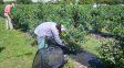 Condenan a un contratista que vendía droga a trabajadores de la fruta en Concordia